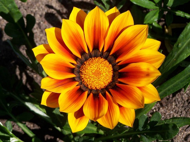 gazania+flower+mbd-ok-6