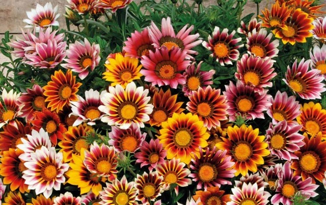 gazania+flower+mbd-ok-7
