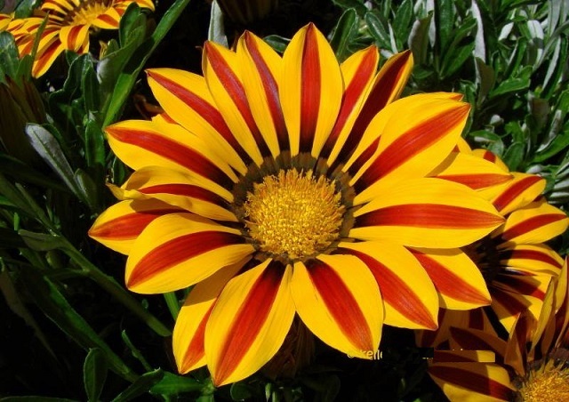 gazania+flower+mbd-ok