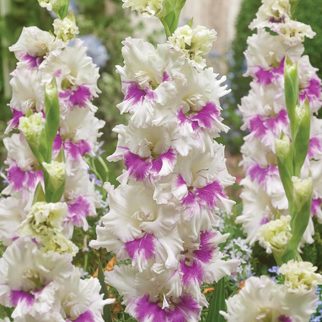 gladiolas+mbd-4