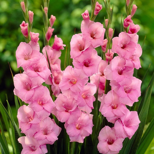 gladiolas+mbd-5
