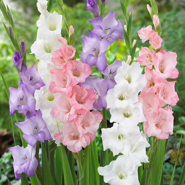 gladiolas+mbd-6