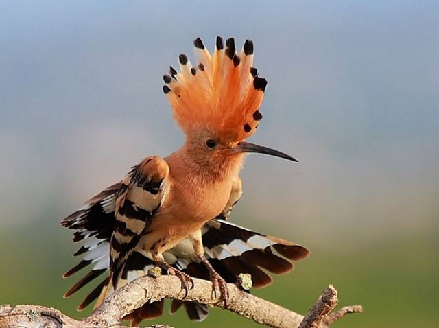 hudhud+bird+mbd-3