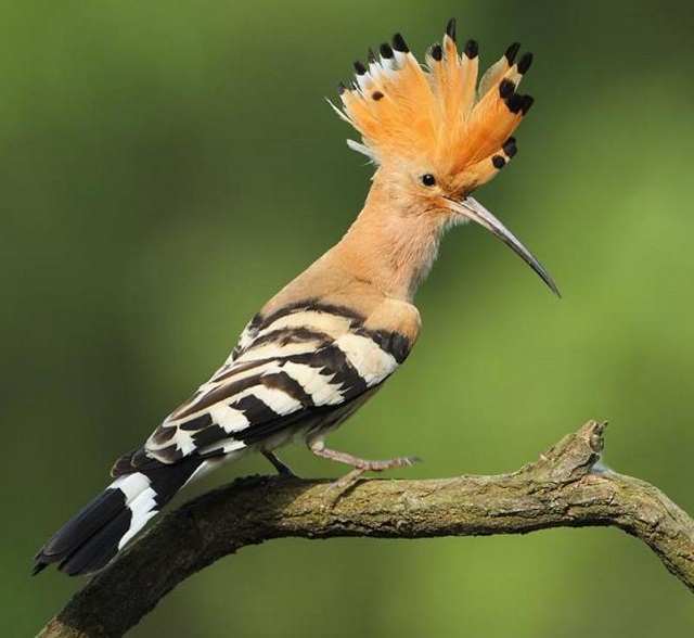 hudhud+bird+mbd-4