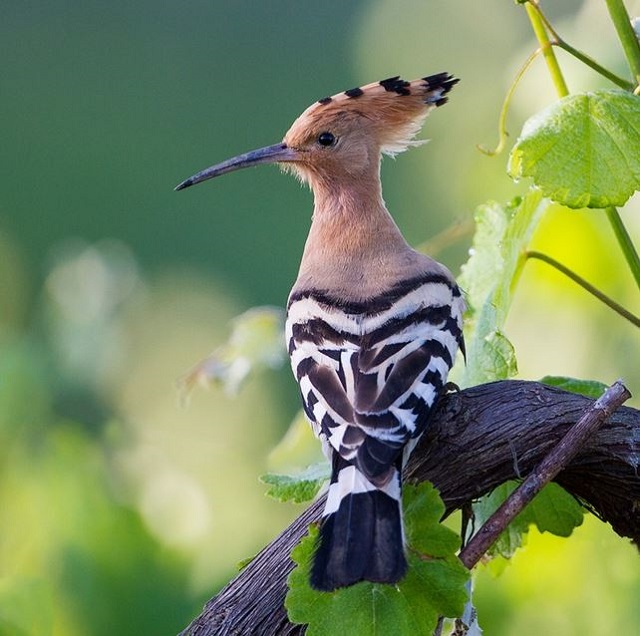 hudhud+bird+mbd-5