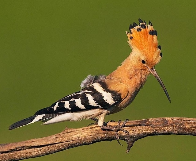 hudhud+bird+mbd-6
