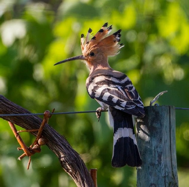 hudhud+bird+mbd-7