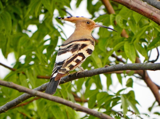 hudhud+bird+mbd-8