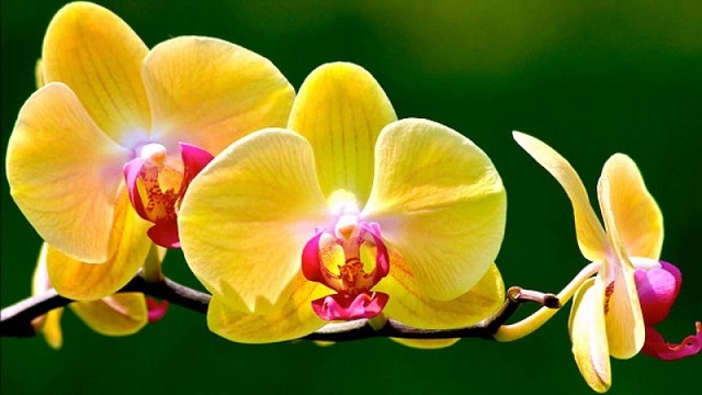 orchid+flower+mbd