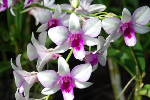 orchid+mbd-2