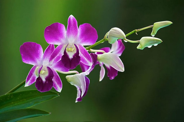 orchid+mbd-3