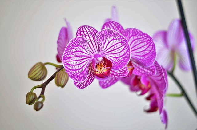 orchid+mbd-6