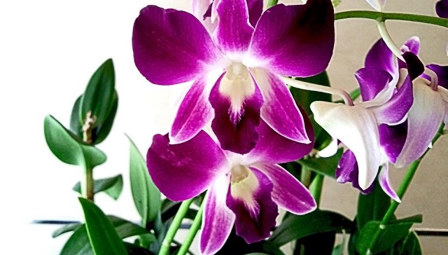orchid+mbd-8