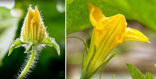 pumpkin+flower+mbd-9