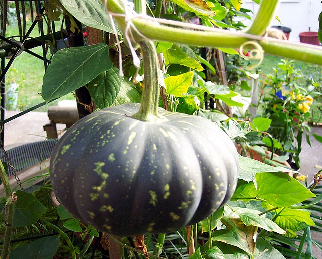 pumpkin+mbd-10