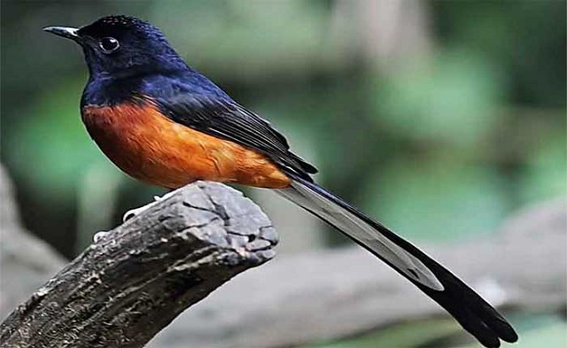 shama+bird+mbd-2