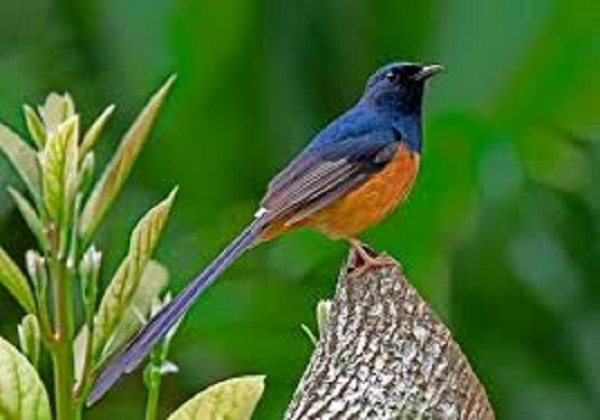 shama+bird+mbd-3