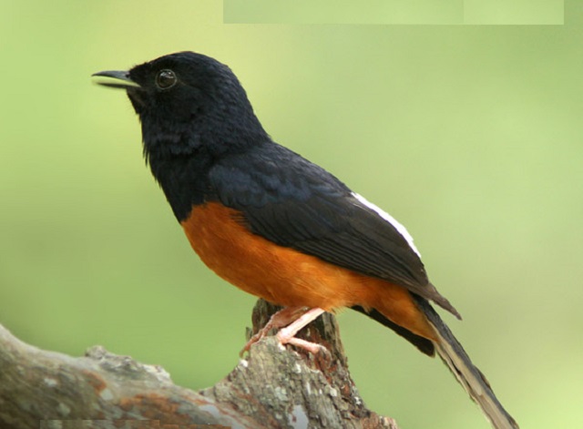 shama+bird+mbd-4