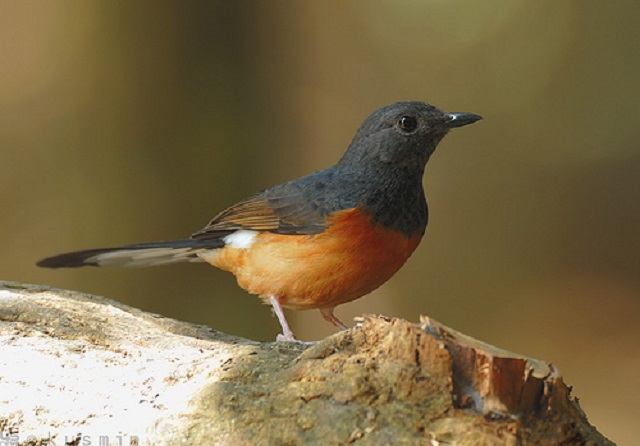 shama+bird+mbd-5