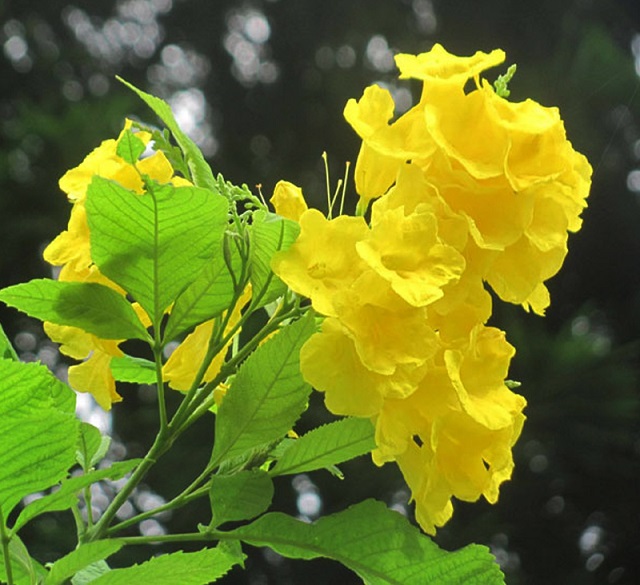 chandraprova+flower+mbd-2