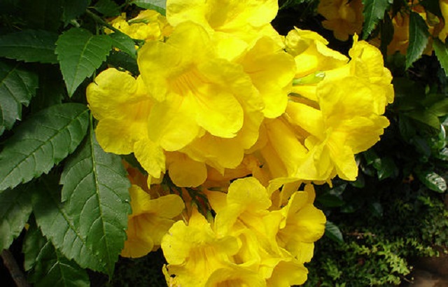 chandraprova+flower+mbd-3