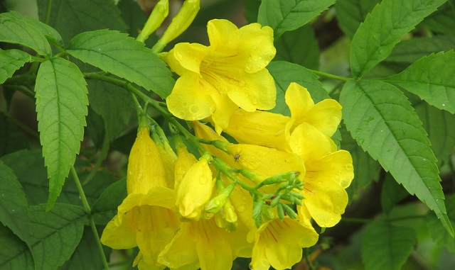 chandraprova+flower+mbd-4