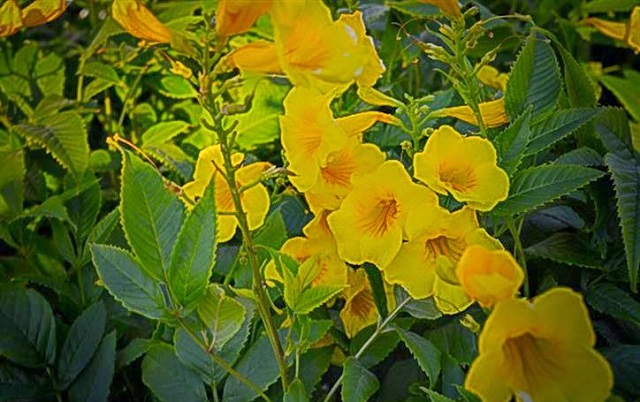 chandraprova+flower+mbd-6