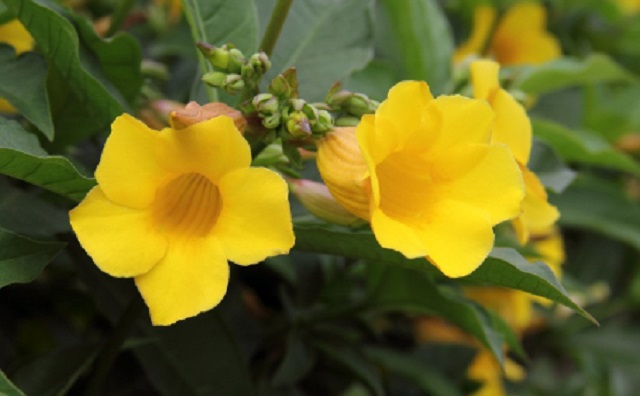 chandraprova+flower+mbd-7