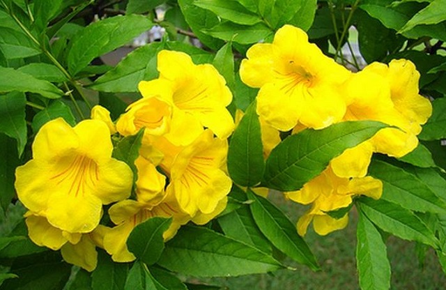 chandraprova+flower+mbd-8