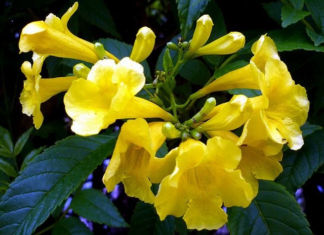 chandraprova+flower+mbd-9