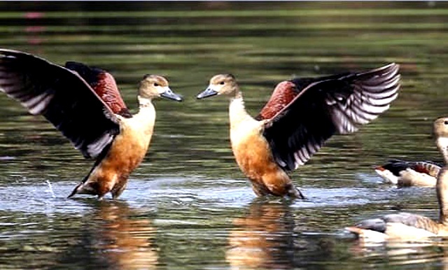 chaprabil+bird+mbd-2