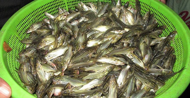 fish+mbd-2
