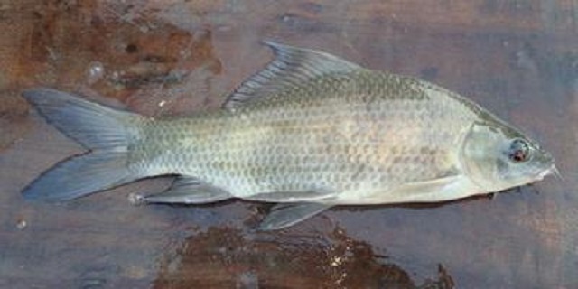 fish+mbd-3