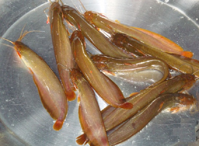 fish+mbd-4