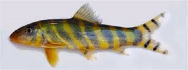 fish+mbd-5