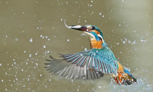 kingfisher+bird+mbd-11