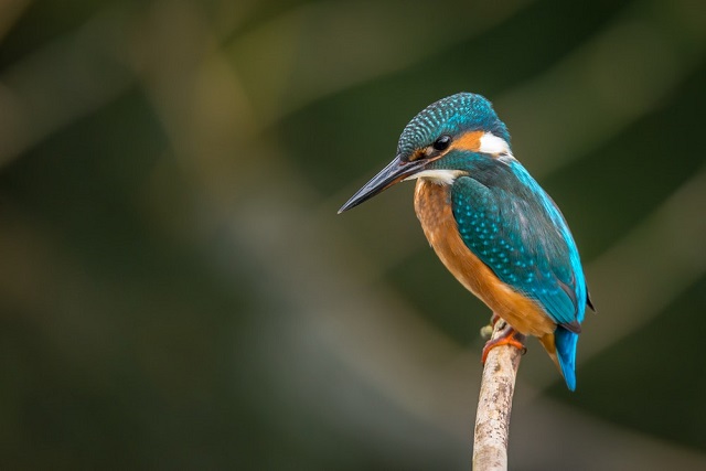 kingfisher+bird+mbd-13