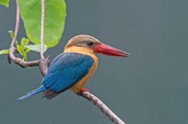 kingfisher+bird+mbd-2
