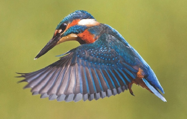 Juvenile Kingfisher in flight