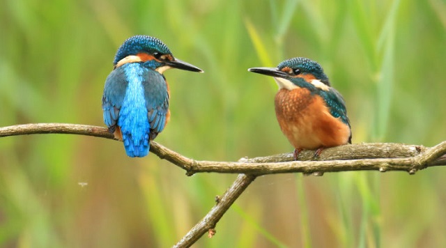kingfisher+bird+mbd-5