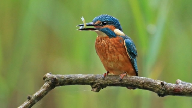 kingfisher+bird+mbd-6
