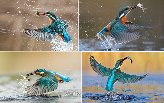 kingfisher+bird+mbd-8