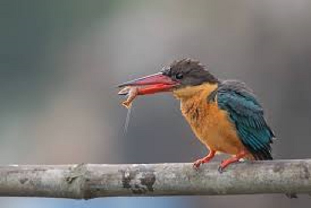 kingfisher+bird+mbd