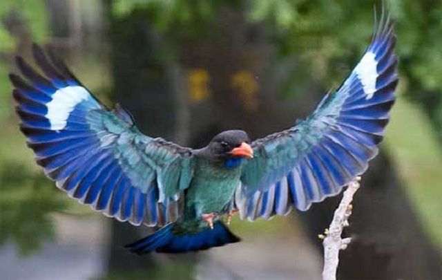 nilanjona+bird+mbd-2