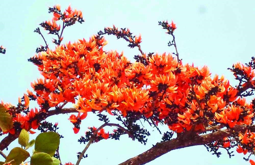 palash+mbd-10 - Copy