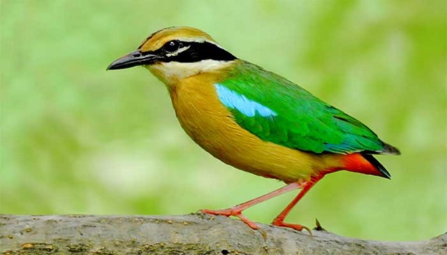 shumcha+bird+mbd-9