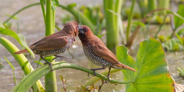 tila+munia+mbd-10