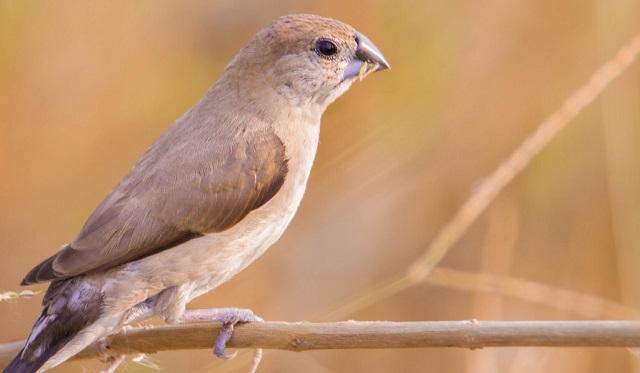 tila+munia+mbd-2