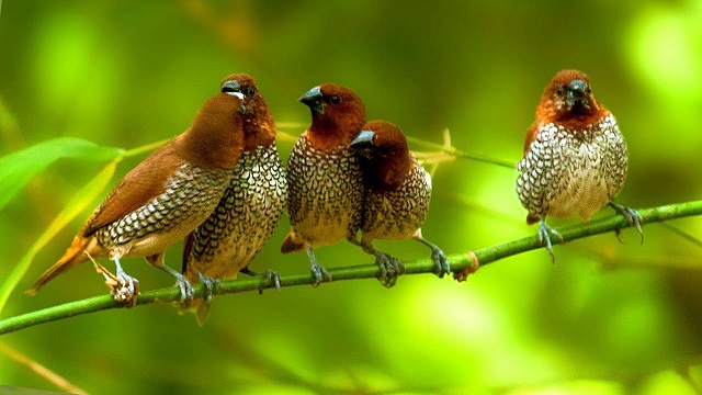 tila+munia+mbd-6
