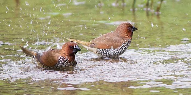tila+munia+mbd-8